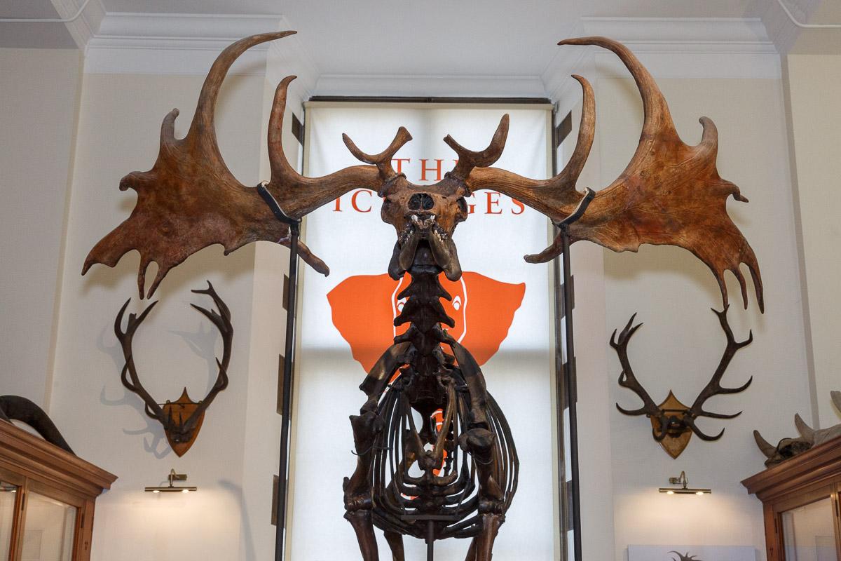 Stag skeleton complete with large antlers. There is a white poster with orange graphics behind the stag.