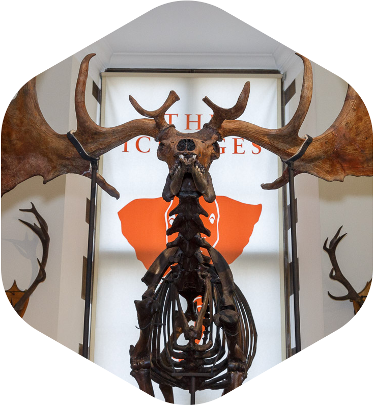 A large Stag skeleton bust hung in front of an orange and white poster.